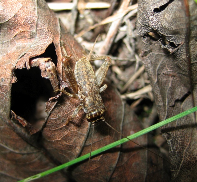 Eumodicogryllus bordigalensis (ninfa)